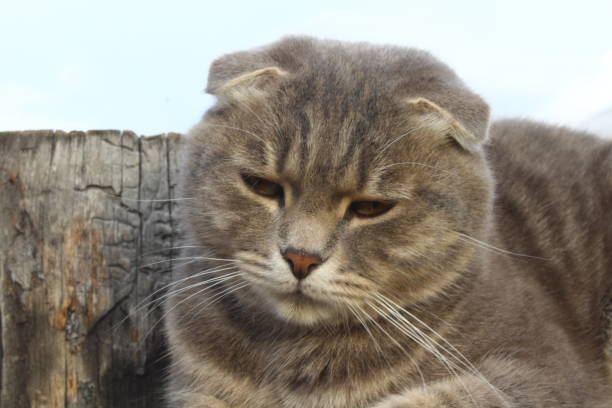 Tabby Scottish Fold Cat Young Kitten on wood fence against cloudy sky Tabby Scottish Fold Cat Hazel Cat Eyes stock pictures, royalty-free photos & images