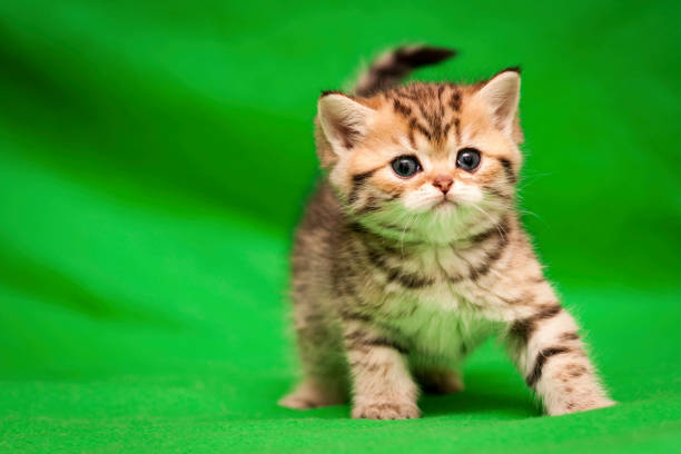 Tabby spotted kitten of golden color looks at the camera stock photo