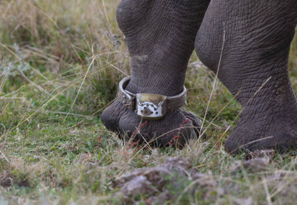 A tag around a white rhino back foot. stock photo