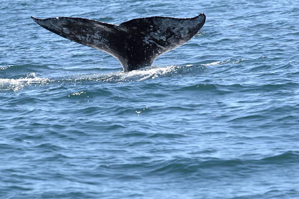 Tail of a Gray Whale Diving stock photo