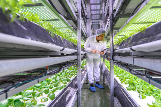 Taiwanese Ag Specialist Examining Stacks of Indoor Crops Taiwanese researcher studying global food security observes the growth of lettuce crops in a vertical farming facility. hydroponics stock pictures, royalty-free photos & images