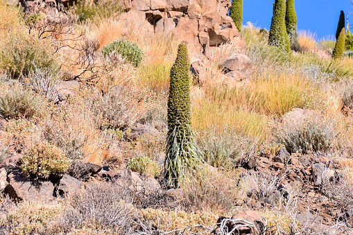 Specimens of Endemic Red Tenerife Bugloss in Teide National Park Canary Islands Spain