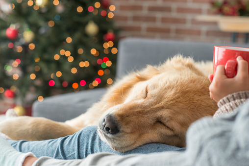 A young ethnic girl has gotten a golden retriever for christmas and plays with and holds it next to a christmas tree and presents. Here it rests on her while she drinks hot chocolate.