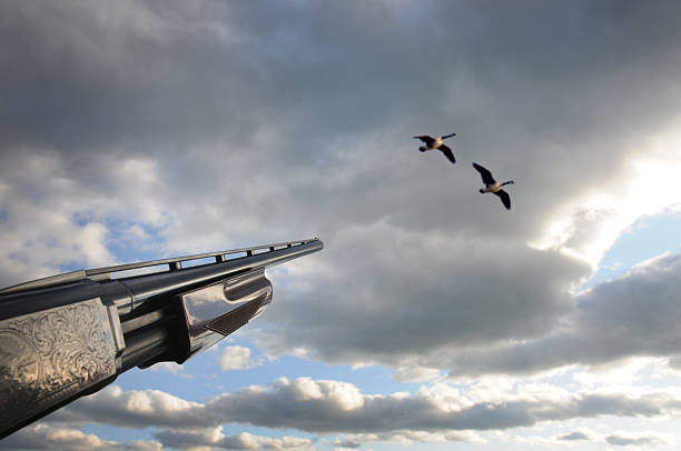 Taking aim at birds in the sky stock photo