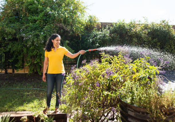 Taking care of her plants Shot of a woman watering plants with a garden hose in backyard watering stock pictures, royalty-free photos & images