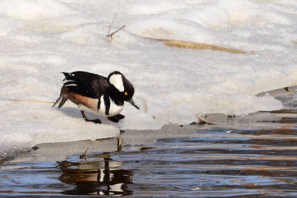Taking the Plunge A male Hooded Merganser on the snow-covered river bank prepares himself to reenter the river reentry stock pictures, royalty-free photos & images
