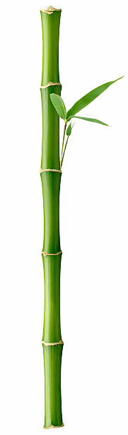 Tall Bamboo stock photo
