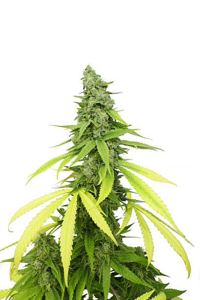 Tall Cannabis Plant Isolated by White Background stock photo