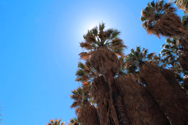 Tall Fan Palms in Desert Oasis stock photo
