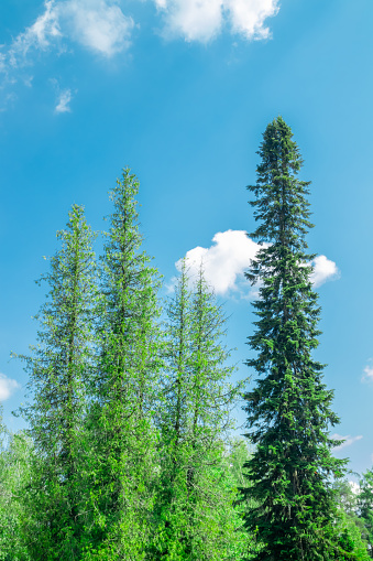 ラッペーンランタのサイマー運河の公園で背の高いフォークスプルース, フィンランド - ストックフォト・写真素材...