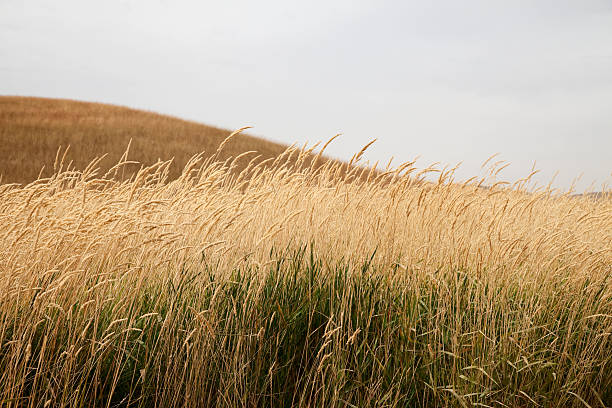 Tall Grass and Plowed Field of Palouse, WA stock photo