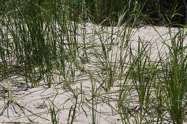 Tall Grass Growing Up Through The Sand stock photo