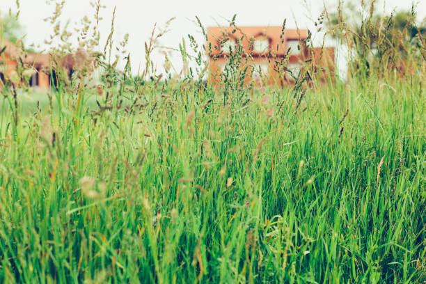 배경에서 멀리 떨어진 예쁜 복숭아 색의 집과 잔디의 키가 큰 녹색 필드 - 무성한 묘사 뉴스 사진 이미지