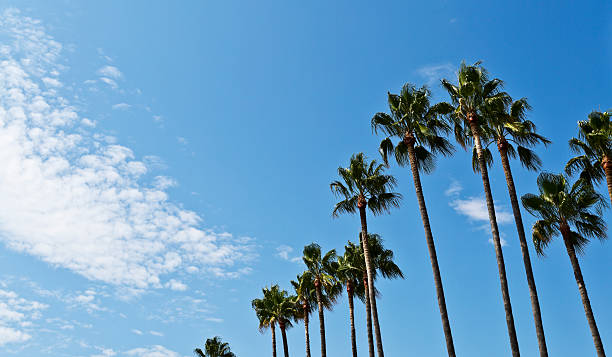 tall palm trees against a partially cloudy sky - cannes 個照片及圖片檔
