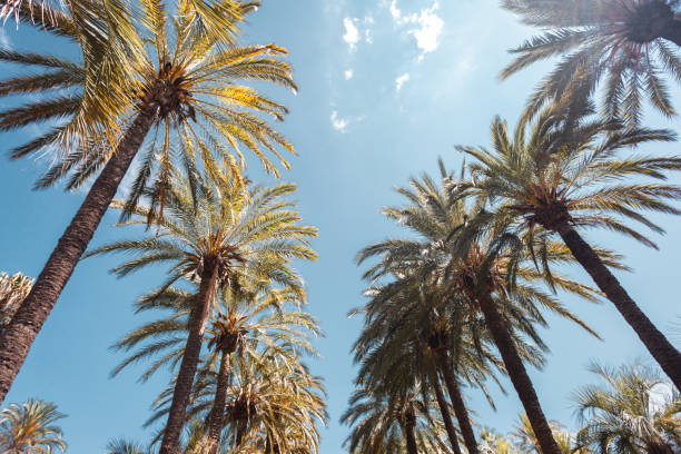 Tall palm trees on Promenade de la Croisette in Cannes stock photo