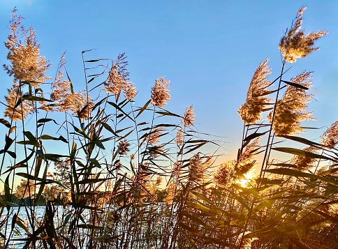 Horizontal landscape of tall elegant reed grass against a blue sky at waters edge of Lake Ainsworth Lennox Head near Ballina and Byron Bay NSW Australia