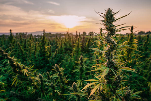 lange voorraad van een volwassen kruiden cannabis plant klaar voor oogst op een cbd olie hennep marihuana farm in colorado - hennep stockfoto's en -beelden
