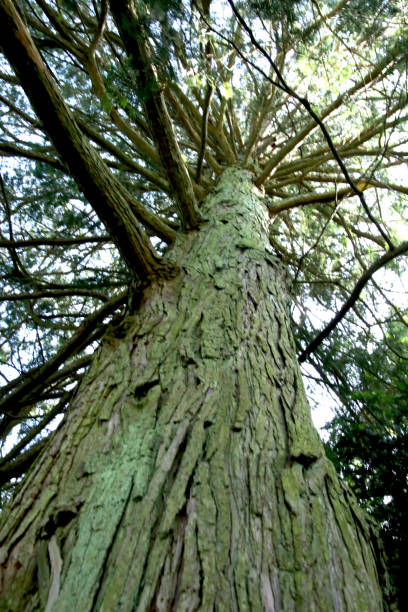 Tall Tree stock photo