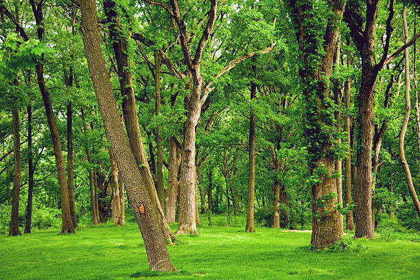 Tall Trees in a Lush Forest stock photo