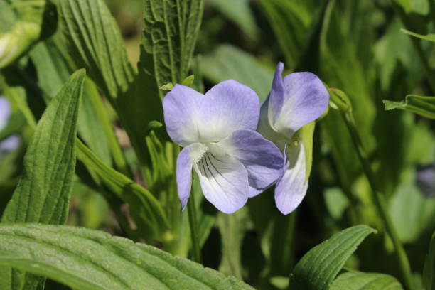"Tall Violet" flower - Viola Elatior stock photo