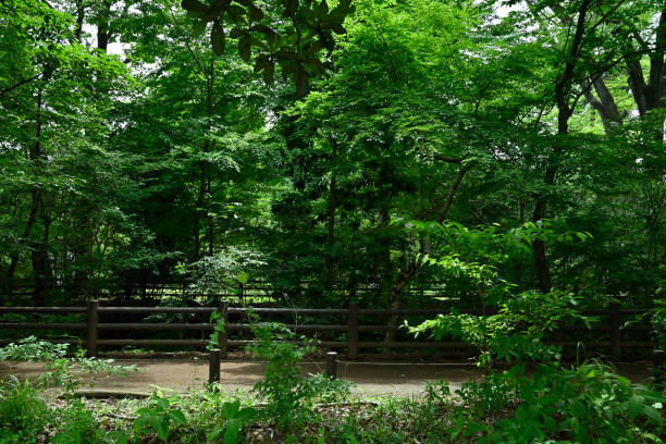 Tamagajosui park in the suburbs of Tokyo (Japan 2021-May) stock photo