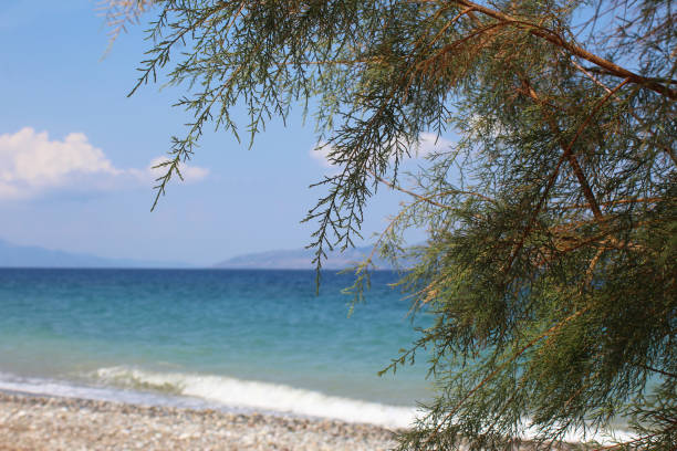 Tamarisk tree close up Tamarisk tree at Gouves Beach Evia tamarix tree stock pictures, royalty-free photos & images