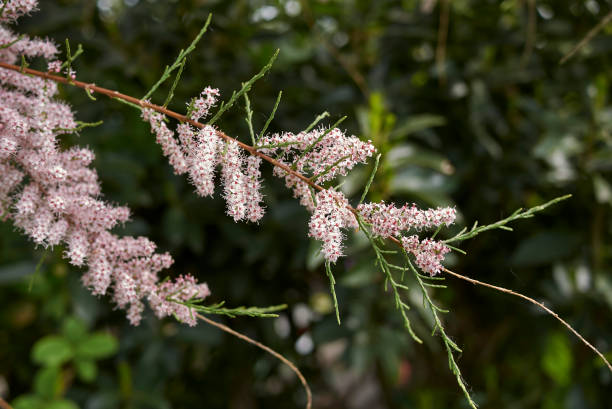 Tamarix gallica Tamarix gallica in bloom tamarix gallica tree stock pictures, royalty-free photos & images