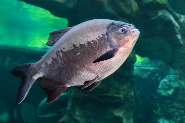 Tambaqui (Colossoma macropomum) or the giant pacu Tambaqui (Colossoma macropomum) or the giant pacu. Freshwater fish animals in captivity stock pictures, royalty-free photos & images