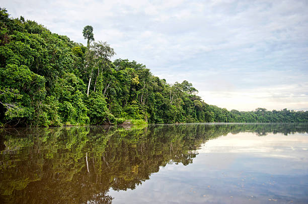 Tambopata Province A view of the river at Tambopata Province in the Amazon. nature reserve stock pictures, royalty-free photos & images