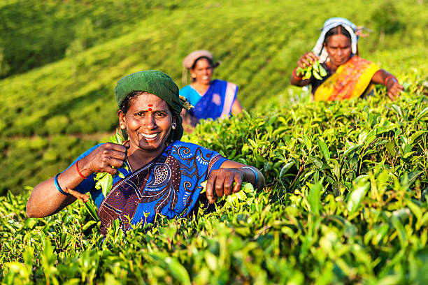 Tamil pickers collecting tea leaves on plantation, Southern India Tamil women collecting tea leaves in Southern India, Kerala. India is one of the largest tea producers in the world, though over 70% of the tea is consumed within India itself. kerala stock pictures, royalty-free photos & images