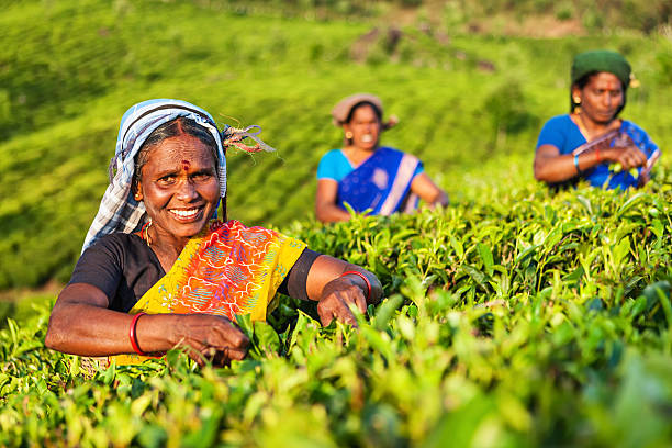 Tamil pickers collecting tea leaves on plantation, Southern India Tamil women collecting tea leaves in Southern India, Kerala. India is one of the largest tea producers in the world, though over 70% of the tea is consumed within India itself. kerala stock pictures, royalty-free photos & images