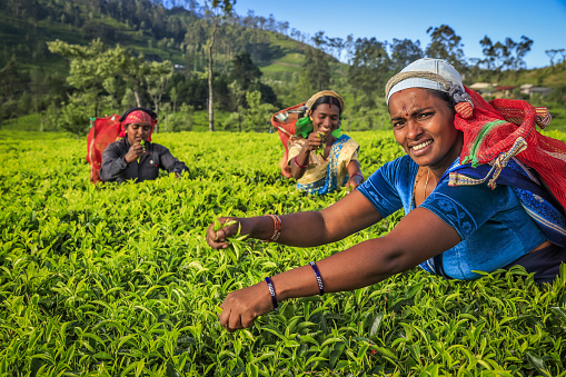 Tamil women plucking tea leaves near Nuwara Eliya, Sri Lanka ( Ceylon ). Sri Lanka is the world's fourth largest producer of tea and the industry is one of the country's main sources of foreign exchange and a significant source of income for laborers.