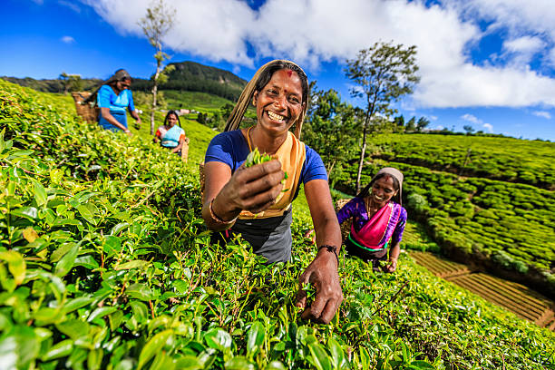 Tamil women plucking tea leaves on plantation, Ceylon Tamil women plucking tea leaves near Nuwara Eliya, Sri Lanka ( Ceylon ). Sri Lanka is the world's fourth largest producer of tea and the industry is one of the country's main sources of foreign exchange and a significant source of income for laborers.http://bem.2be.pl/IS/tea_plantations_380.jpg sri lanka women stock pictures, royalty-free photos & images