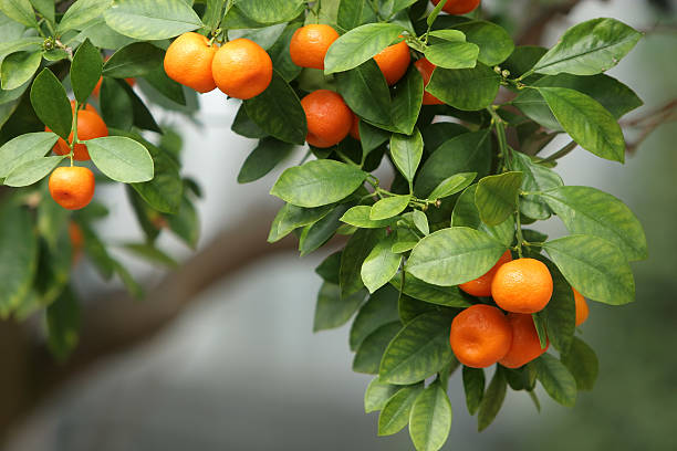 Tangerine Tree stock photo