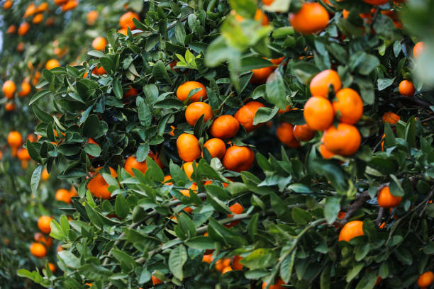 Tangerine trees with fruits w-mucrot stock photo