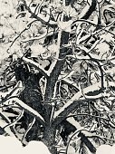 Pine tree branches tangled and coated in snow, black and white.
OLYMPUS DIGITAL CAMERA