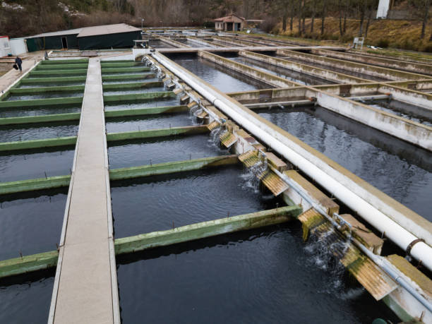 Tanks outdoors of fish farm Tanks outdoors of farm for industrial breeding sturgeon fish fish hatchery stock pictures, royalty-free photos & images