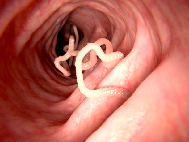 Tapeworm in human intestine Tapeworms are a species of parasitic flatworms. They live in the digestive tracts of vertebrates. parasitic stock pictures, royalty-free photos & images
