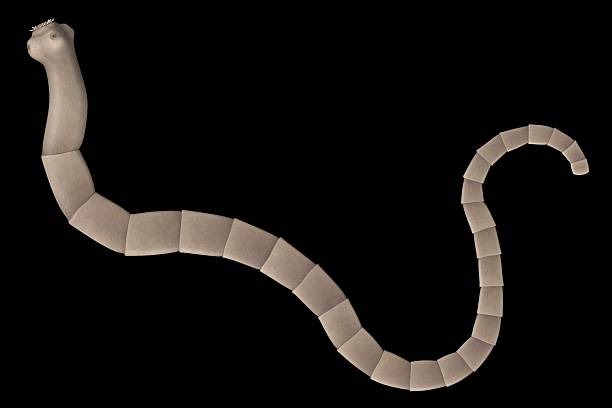 tapeworm realistic 3d render of tapeworm pics of a tapeworm in humans stock pictures, royalty-free photos & images