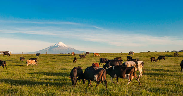 Taranaki farm Cows grazing at the foot of Mount taranaki New Zealand dormant volcano stock pictures, royalty-free photos & images