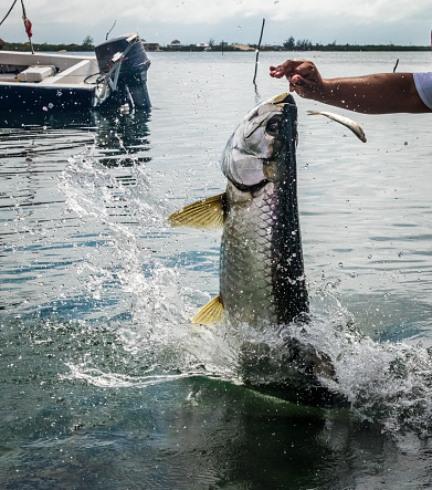 Tarpon Fish Jumping Out Of Water Caye Caulker Belize Stock Photo - Download Image Now - iStock