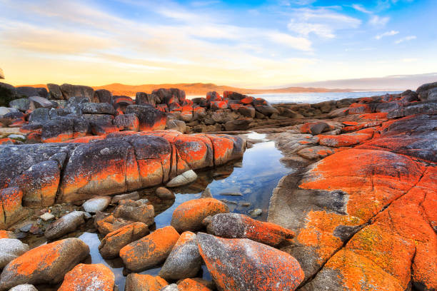 Tas bay fire rocks red Bay of fires scenic pacific ocean coast around Binalong bay of Tasmanian East coast at sunrise. tasmania photos stock pictures, royalty-free photos & images