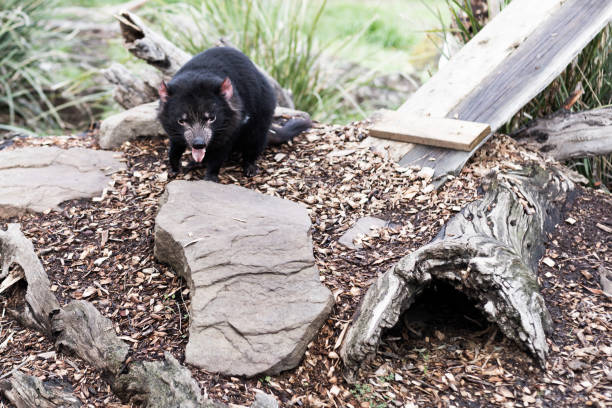 Tasmanian devil stock photo
