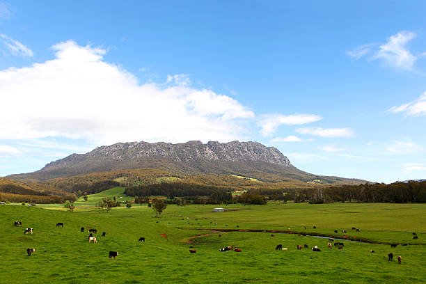 Tasmanian Landscape Pasture Lands with Cows at Mount Roland stock photo