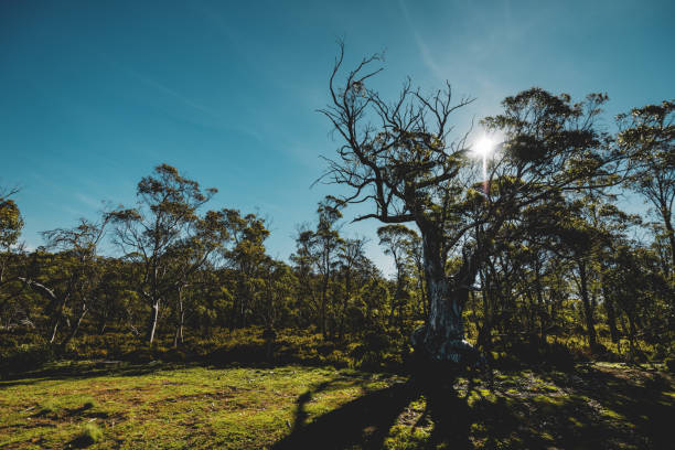 Tasmanian Forest Stock Photos Pictures And Royalty Free Images Istock