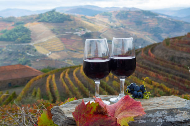 Tasting of Portuguese fortified port wine, produced in Douro Valley with colorful terraced vineyards on background in autumn, Portugal stock photo