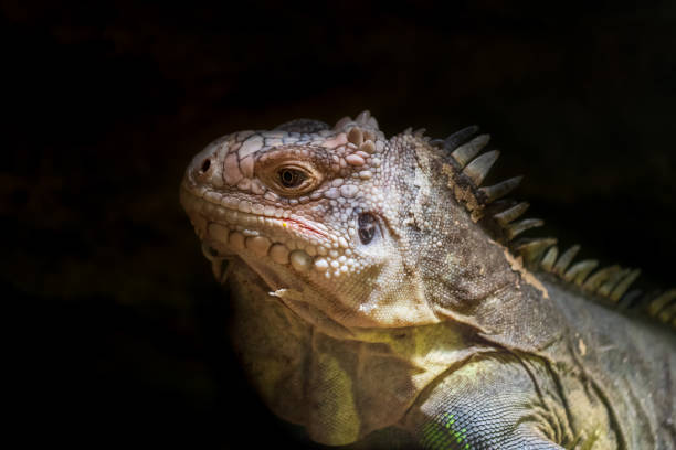 iguana sabrosa - iguana delicatissima - retrato de la cabeza de una iguana sobre un fondo negro - drake fotografías e imágenes de stock