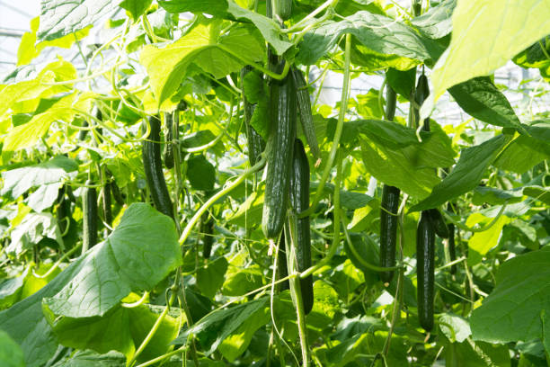 Tasty organic green cucumbers growth in big Dutch greenhouse, everyday harvest stock photo