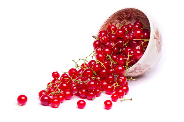 tasty red currant (Ribes rubrum) stock photo