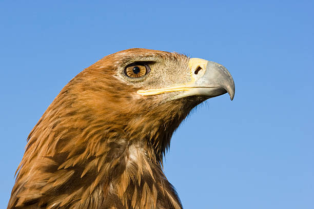 Tawny Eagle Head stock photo